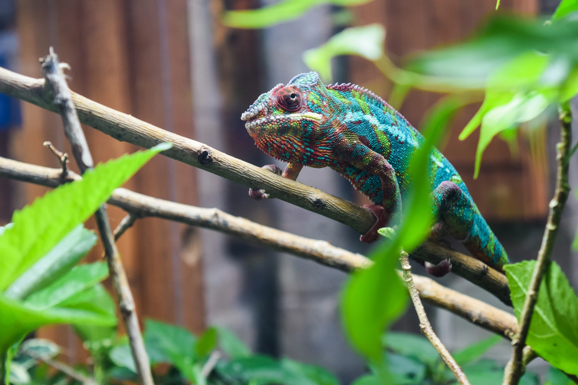 A colorful lizard on a branch at Newport Aquarium.
