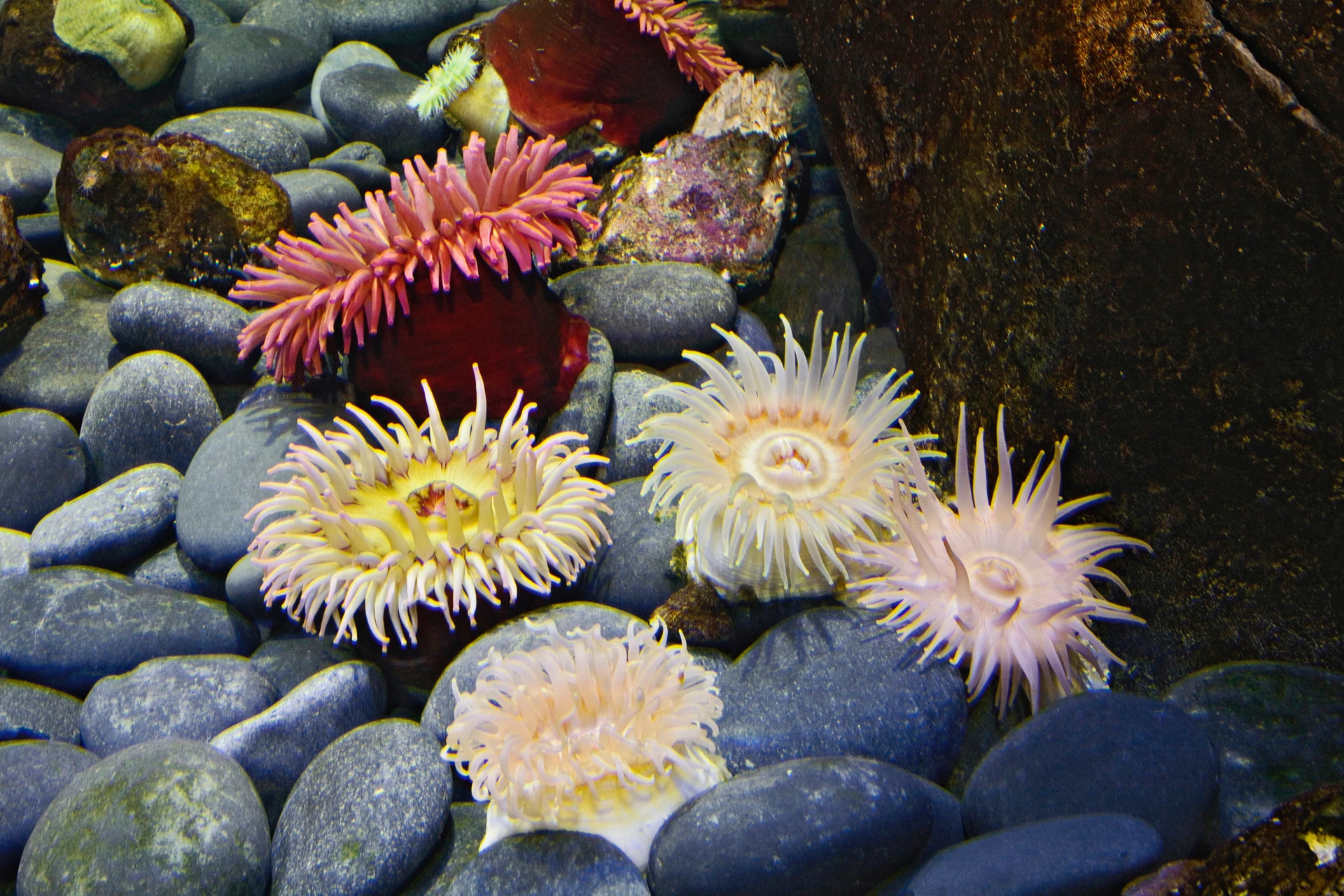Colorful sea anemones in a tank at Newport Aquarium in Kentucky.