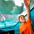 Boy in tunnel points at rays swimming above at Newport Aquarium.