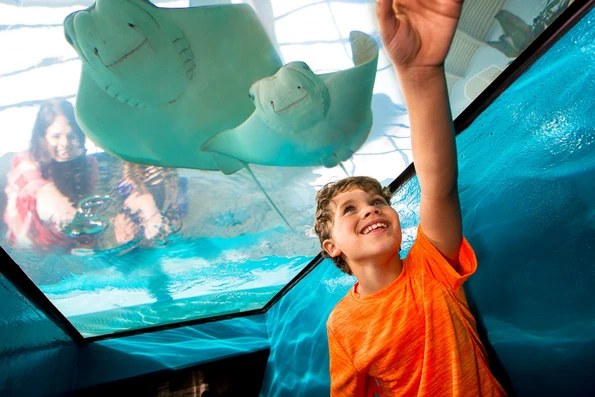 Boy in tunnel points at rays swimming above at Newport Aquarium.