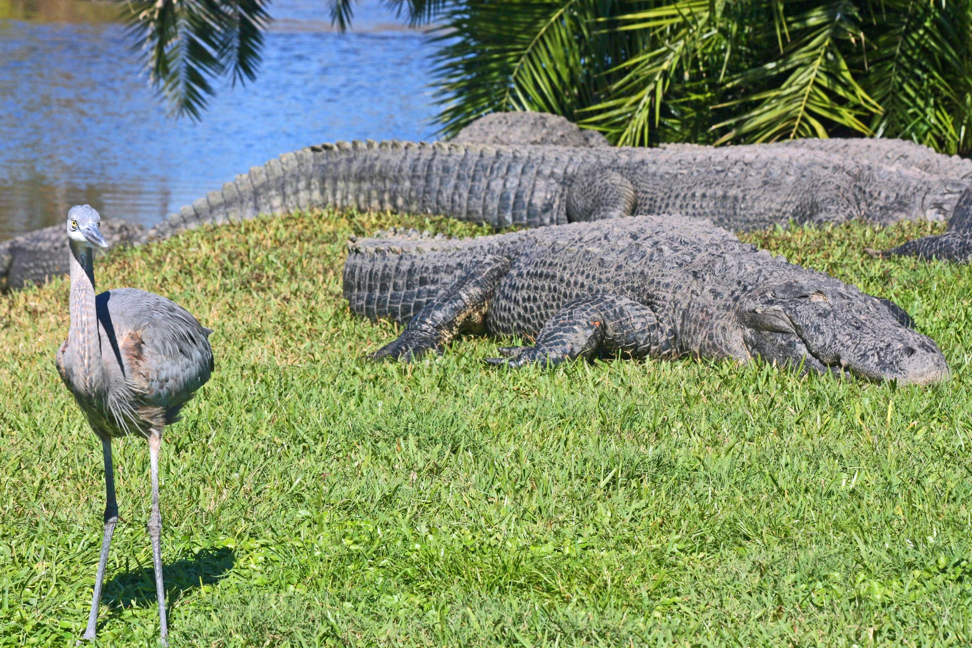 A large bird walks near resting gators at Gatorland in Orlando.