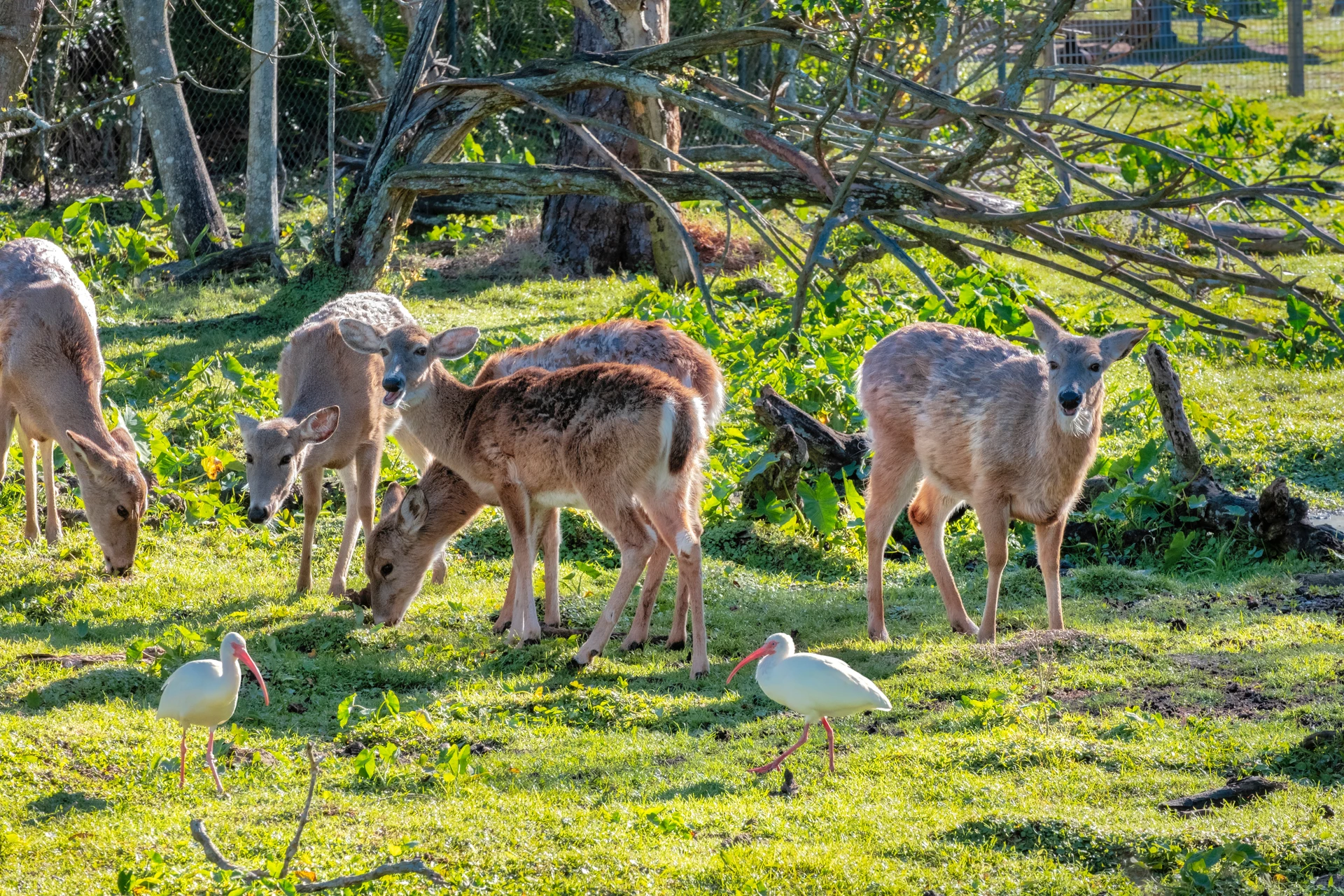 Deer and Ibis birds graze in a pasture at Gatorland
