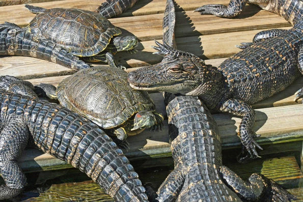 Alligators and turtles on a wooden deck together at Gatorland.