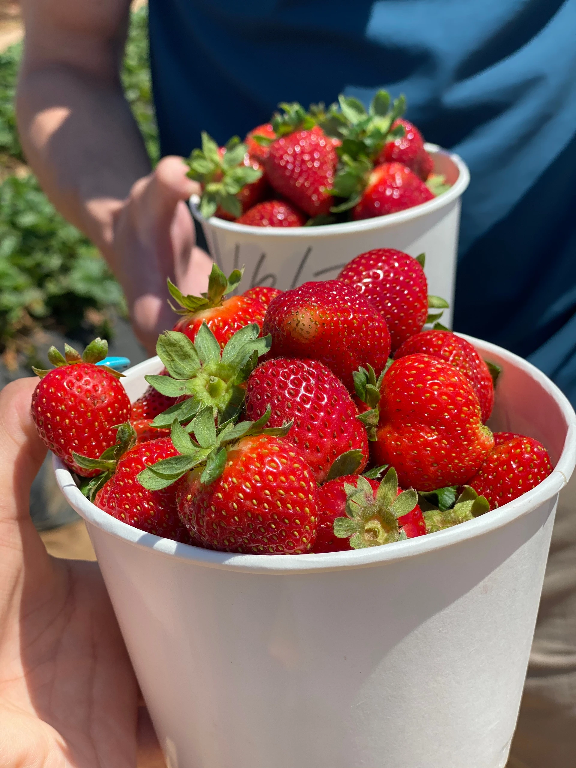 Whole strawberries in a white bucket to take home from Carlsbad Strawberry Company.