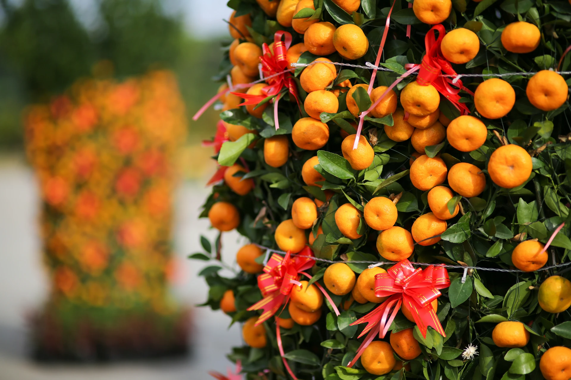 A big mandarin tree up close decorated for Chinese New Year.