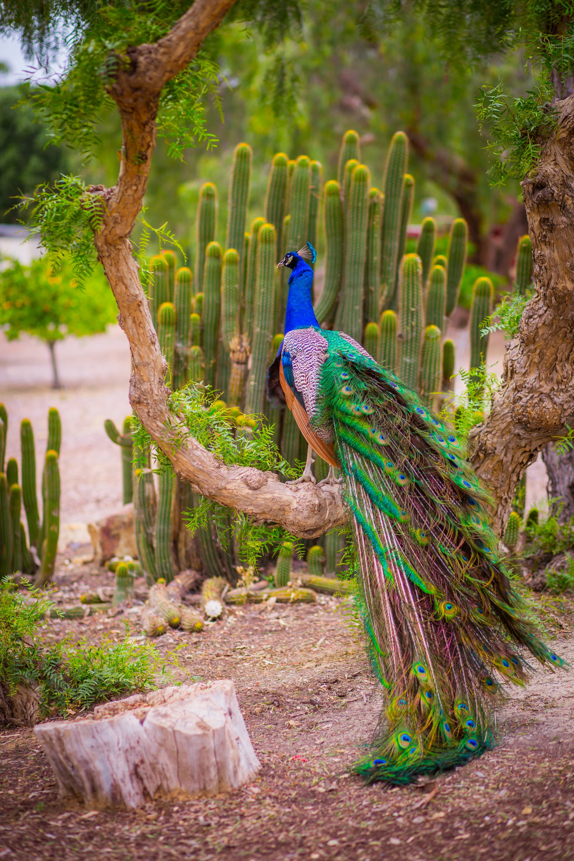 A peacock at Leo Carillo Ranch sits on a tree branch.