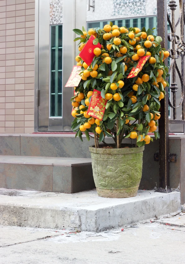 A pretty mandarin orange tree on a doorstep in Hong Kong during Chinese New Year.
