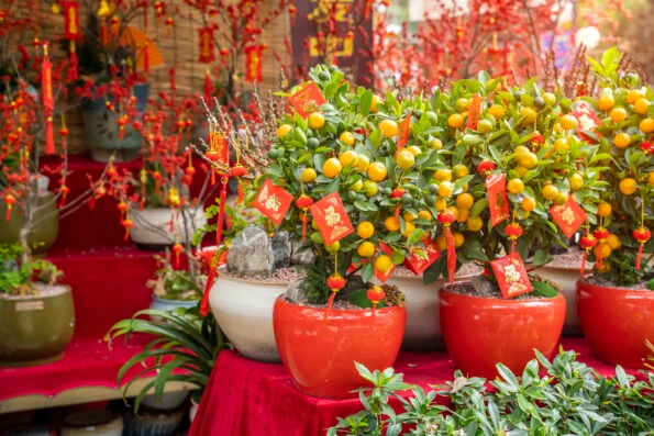 Individual pots of small mandarin trees for Chinese New Year with red envelops hanging from the branches.