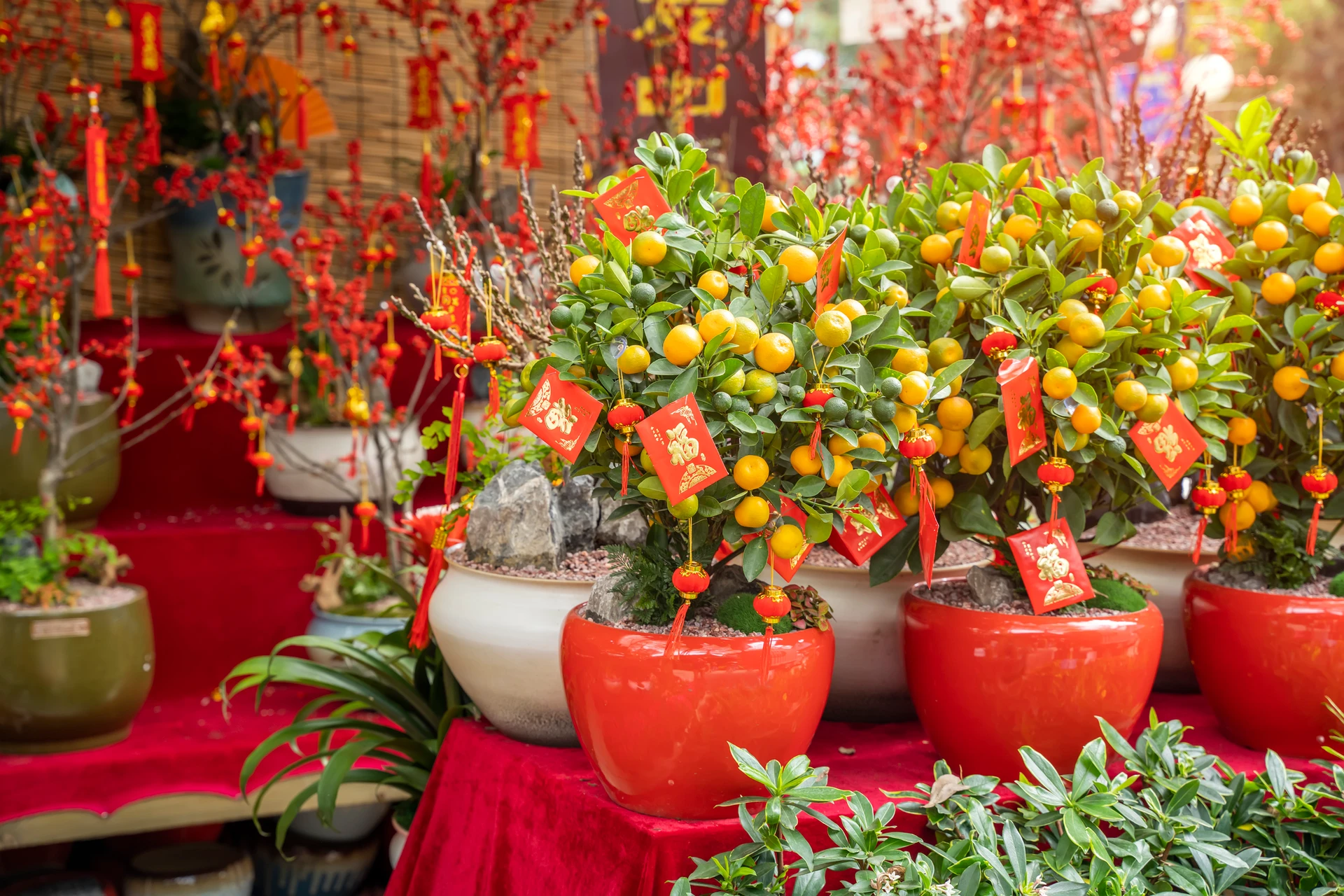 Individual pots of small mandarin trees for Chinese New Year with red envelops hanging from the branches.