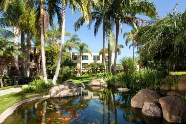 The koi pond outside on a sunny day.