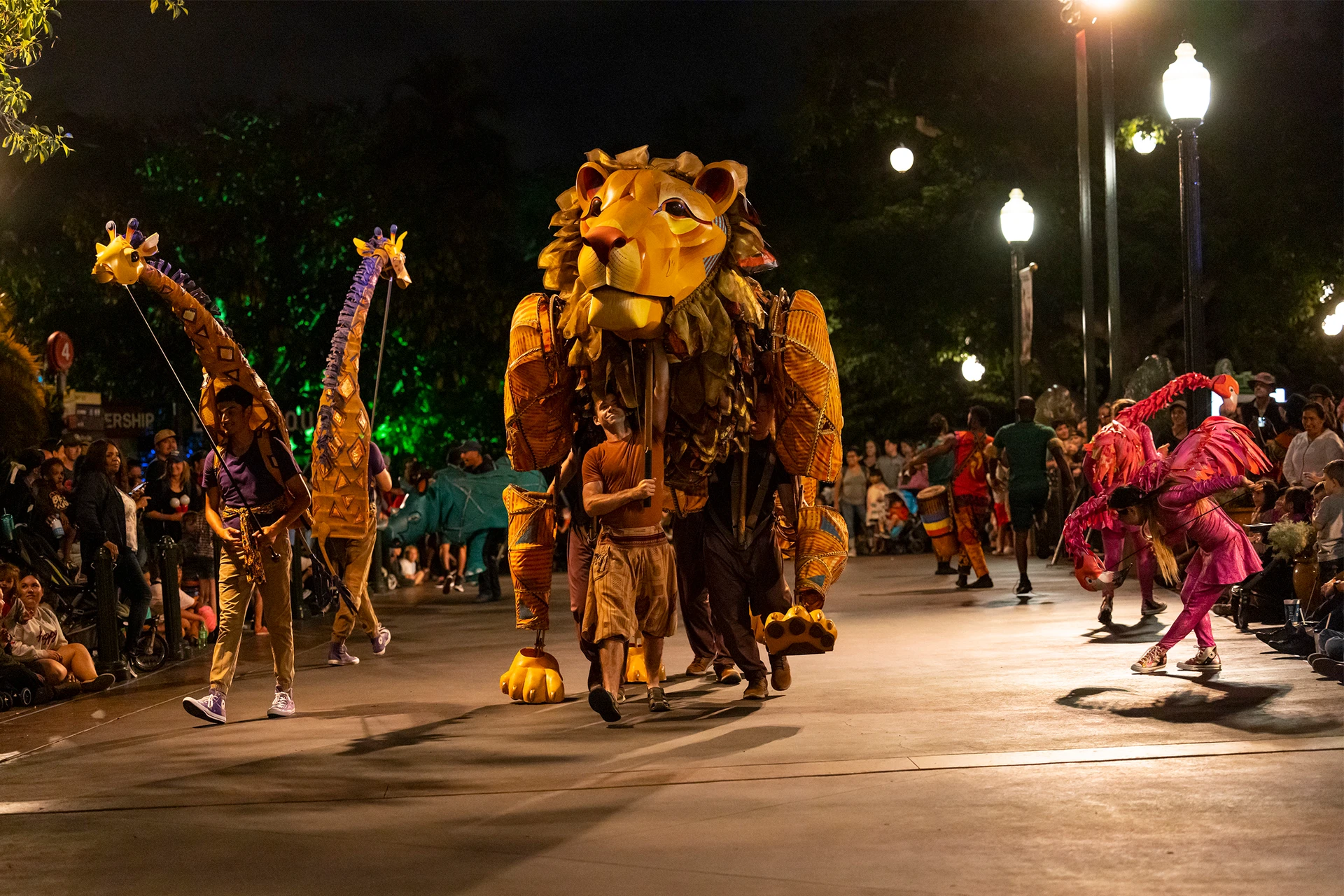 A large lion performer during the Jambo Dunia show at San Diego Zoo Nighttime Zoo.