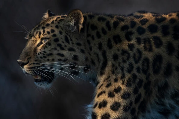 A cheetah walks in the dark at Nighttime Zoo in San Diego.