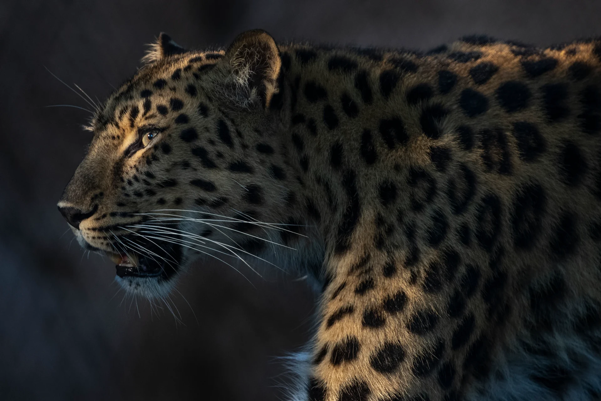 A cheetah walks in the dark at Nighttime Zoo in San Diego.