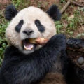 Yun Chuan eats bamboo.