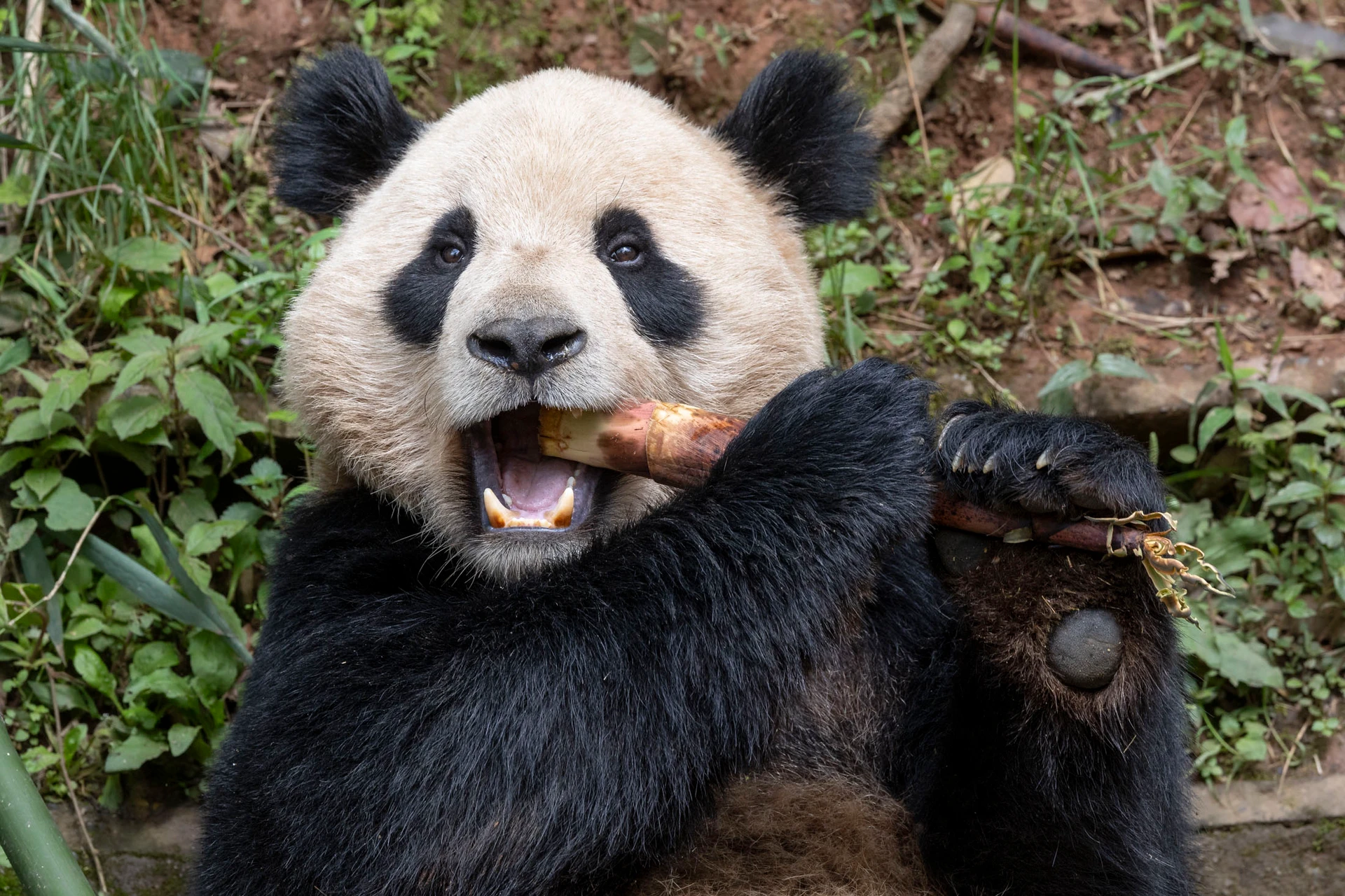 Yun Chuan eats bamboo.