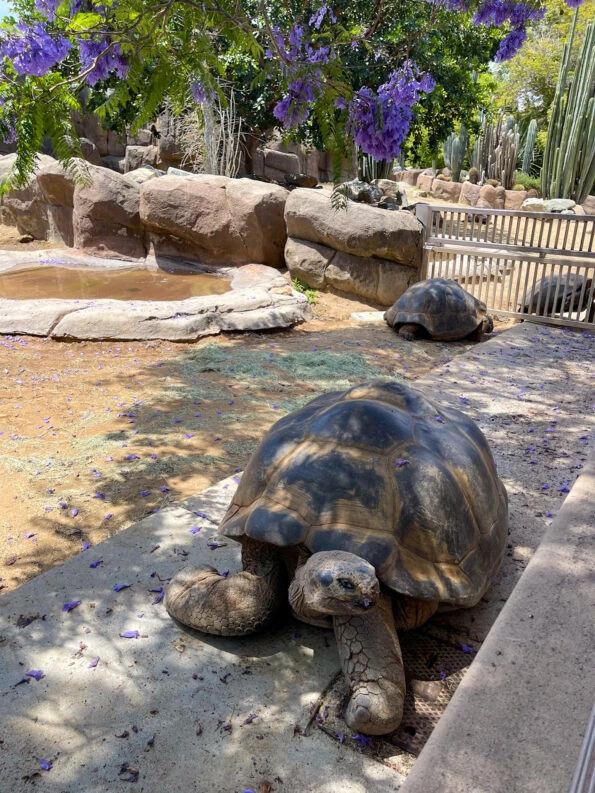 A Galapagos tortoise rests in the shade. at San Diego Zoo.