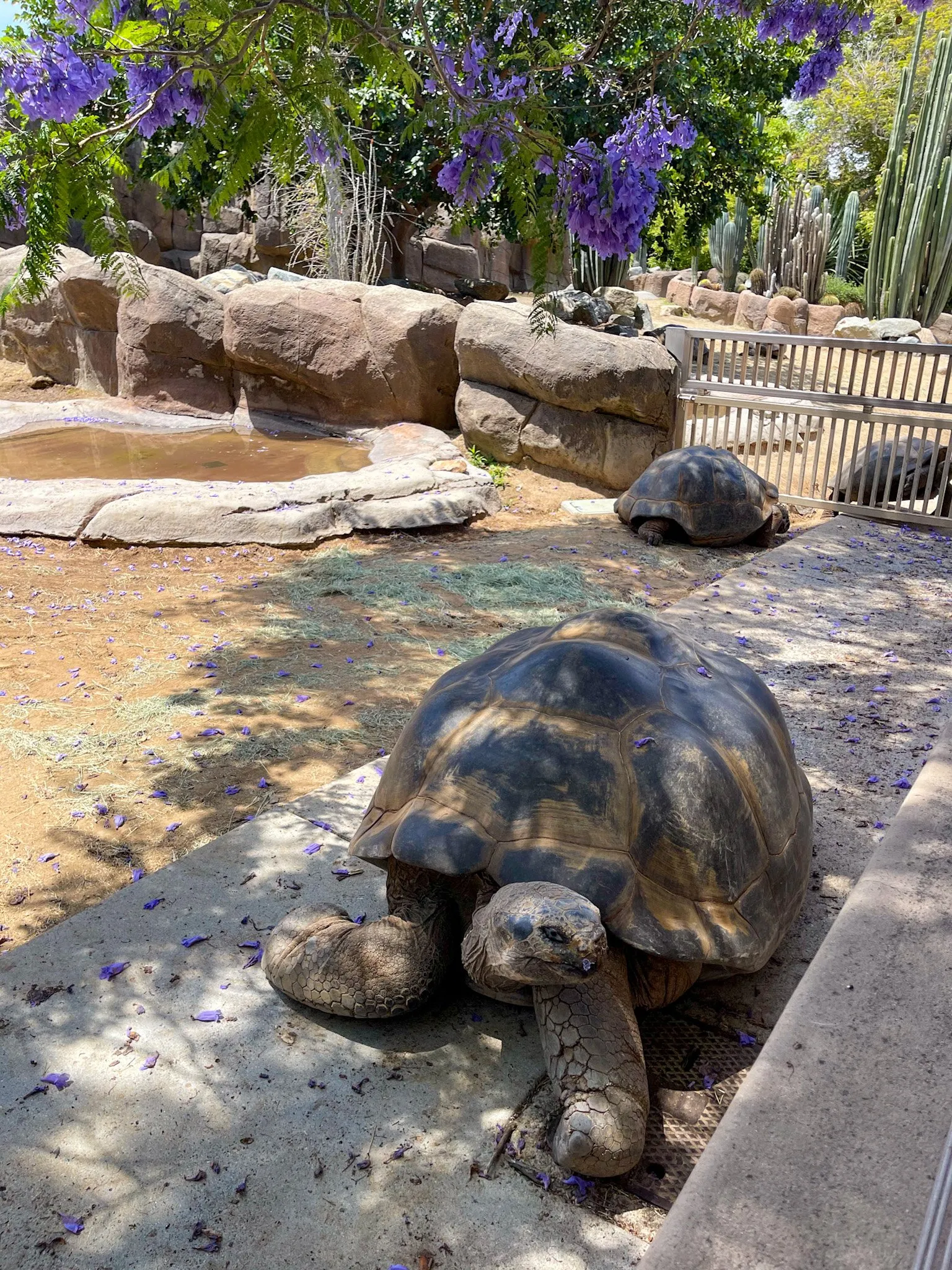 A Galapagos tortoise rests in the shade. at San Diego Zoo.