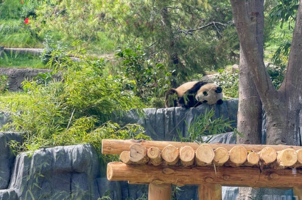 A panda sleeping at San Diego Zoo.