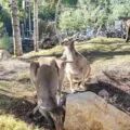 Wallabies outside in San Diego Zoo Safari Park.