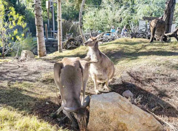 Wallabies outside in San Diego Zoo Safari Park.