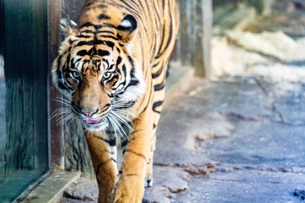 A tiger walks toward me behind glass at the Safari Park.
