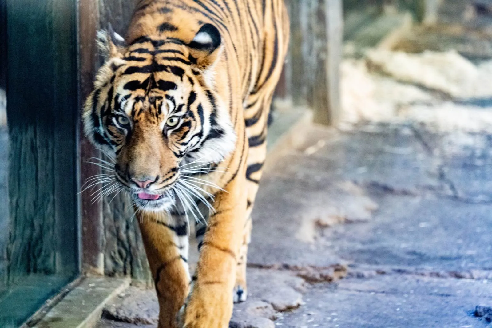 A tiger walks toward me behind glass at the Safari Park.