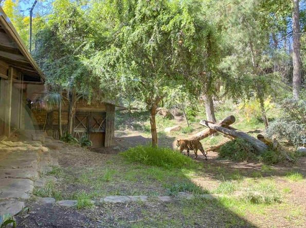 Tiger Trail habitat at San Diego Zoo Safari Park