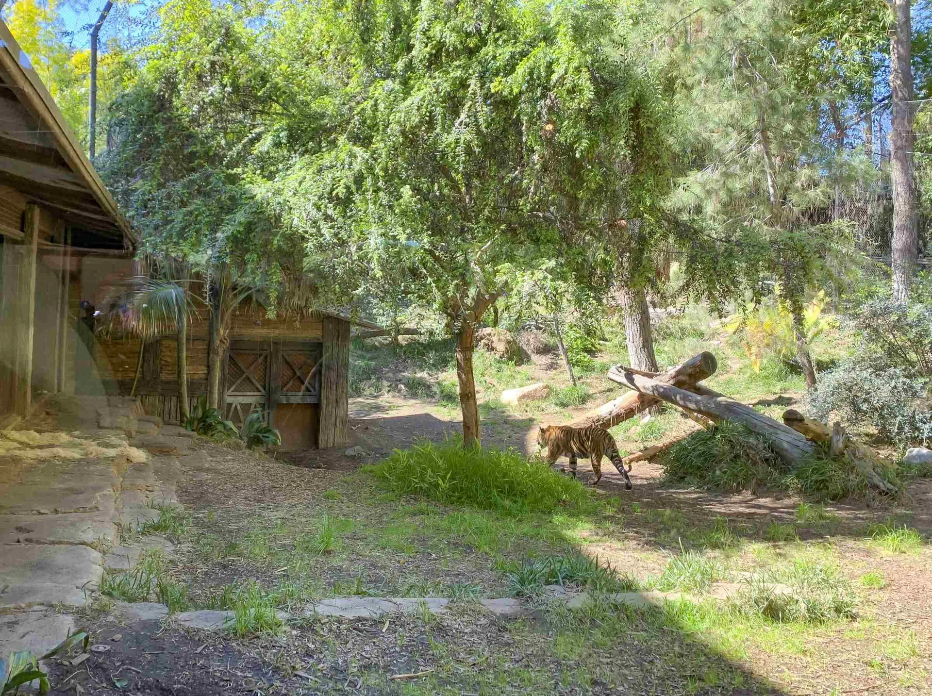 Tiger Trail habitat at San Diego Zoo Safari Park