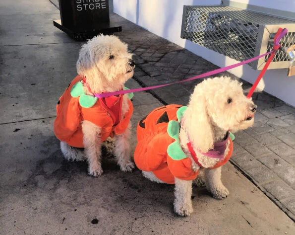 Little dogs in La Jolla dressed up like pumpkins.