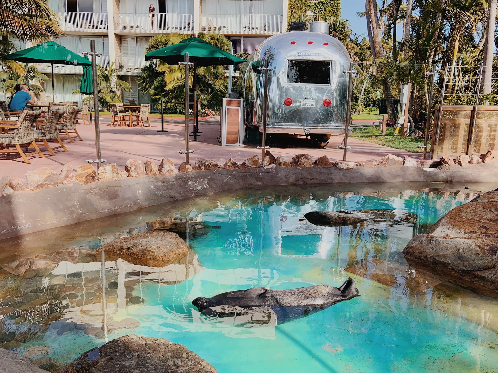 pool with seals at bahia resort