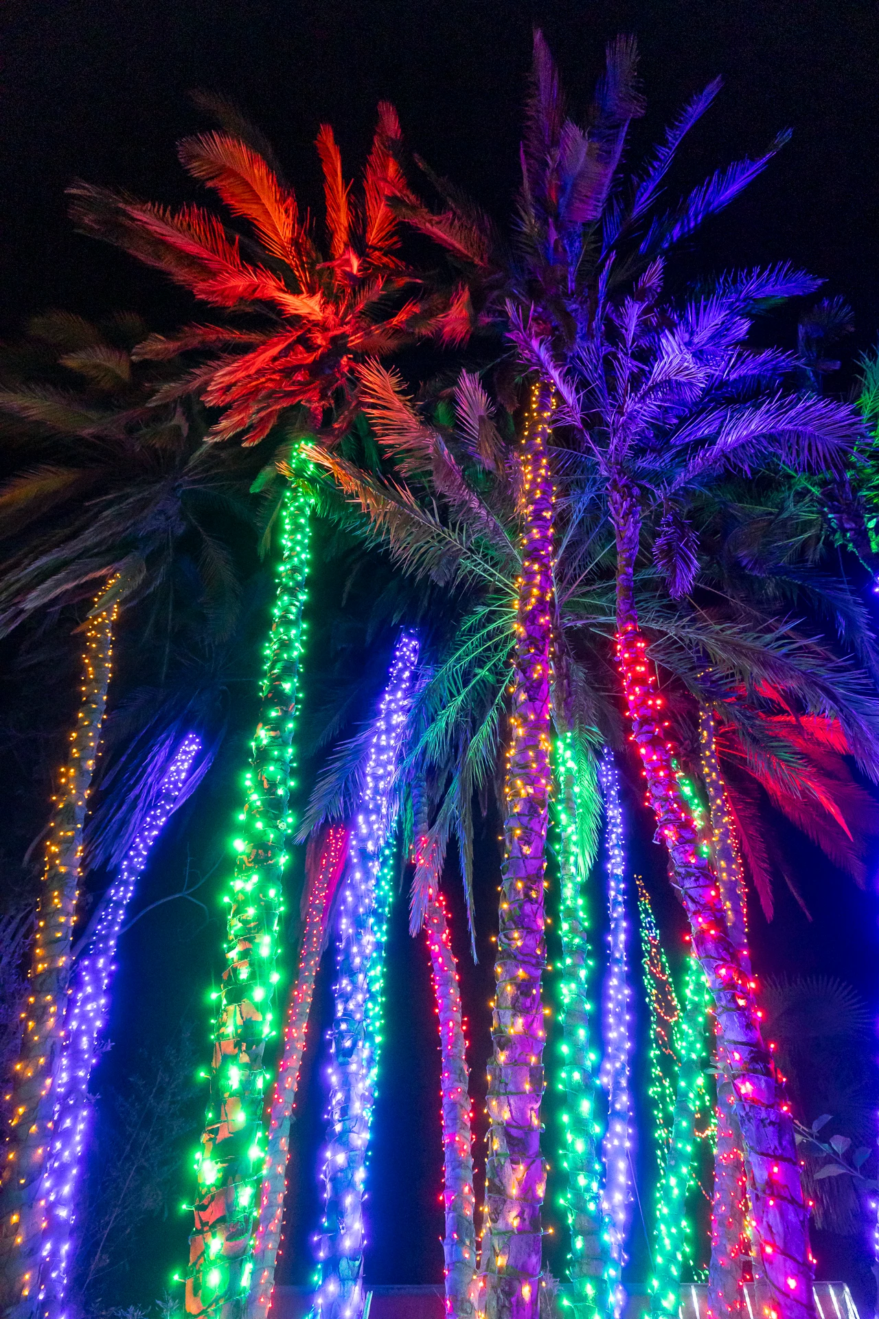 Lights wrapped around palm trees during Jungle Bells at San Diego Zoo.