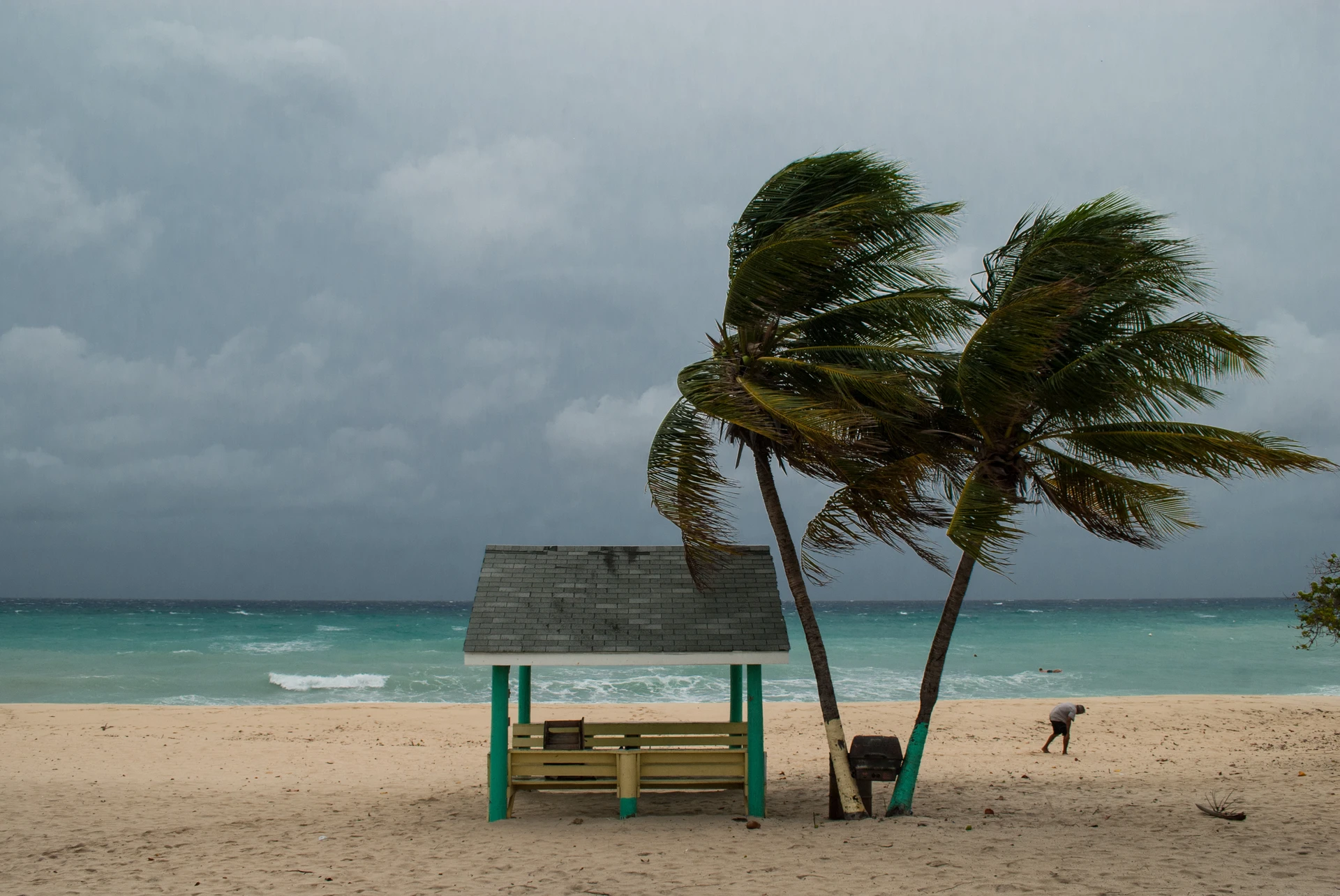 Palm trees on the beach blowing in wind before a hurricane.
