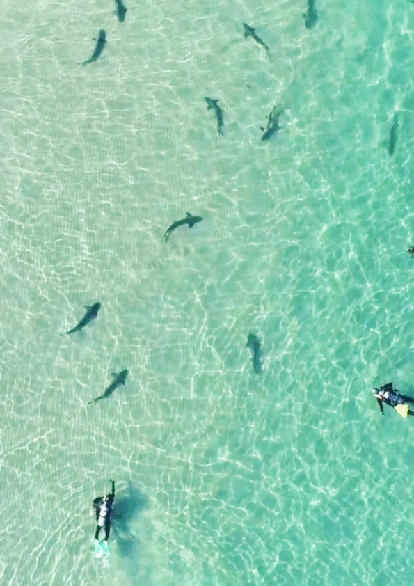 Scuba divers swim with leopard sharks in shallow water in La Jolla.