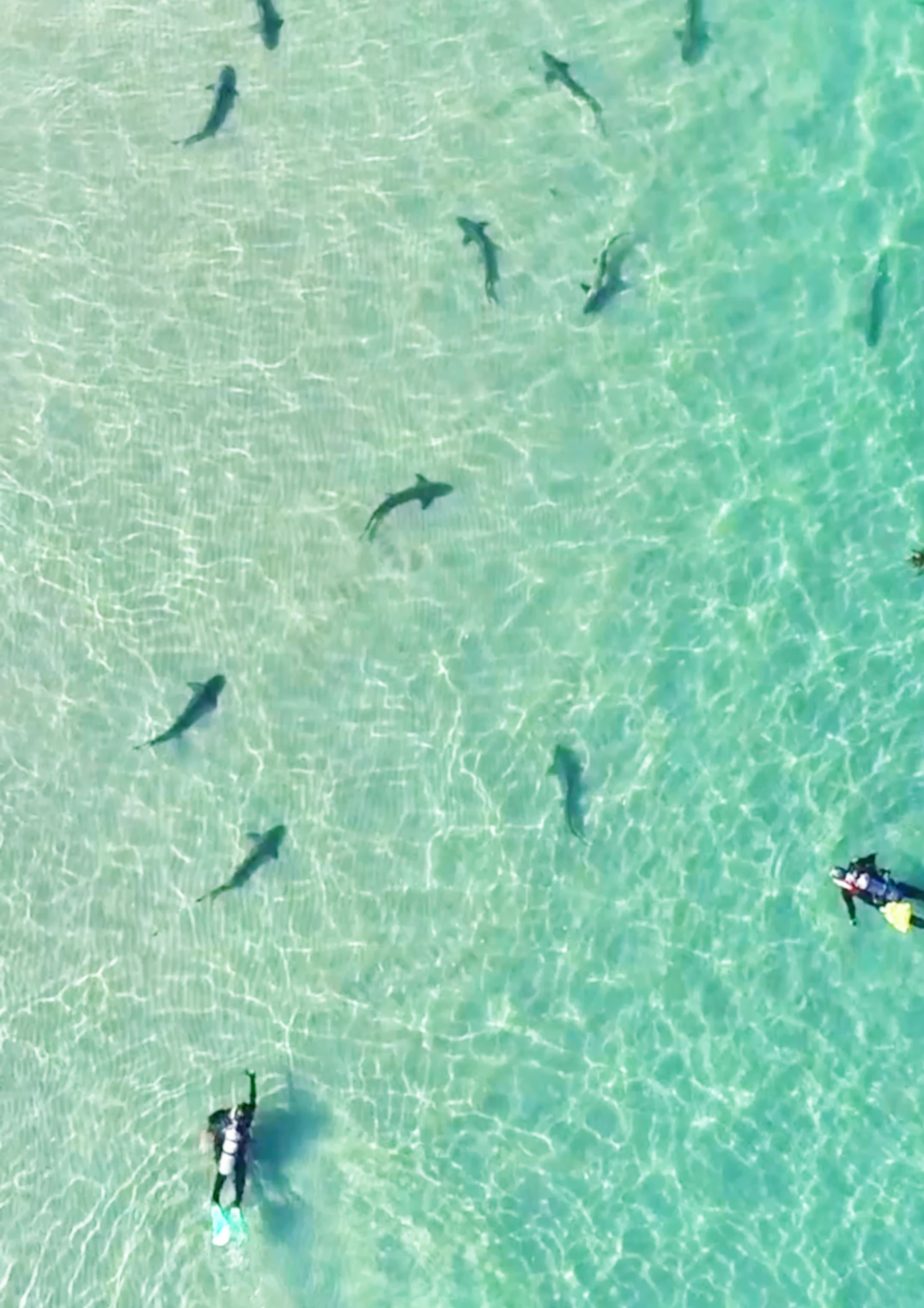 Scuba divers swim with leopard sharks in shallow water in La Jolla.