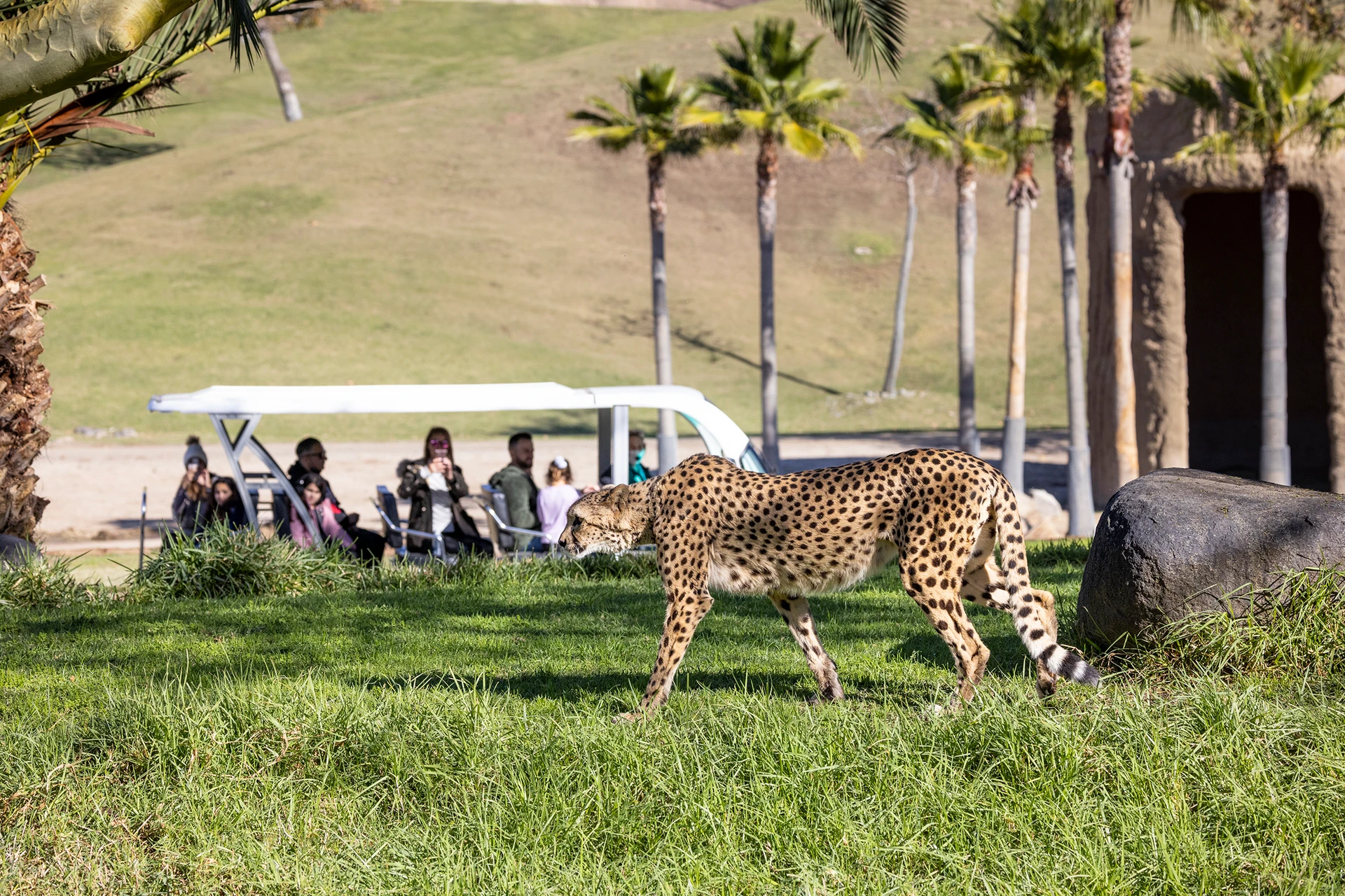 A cheetah walks by guests on a Cart Safari at San Diego Zoo Safari Park.