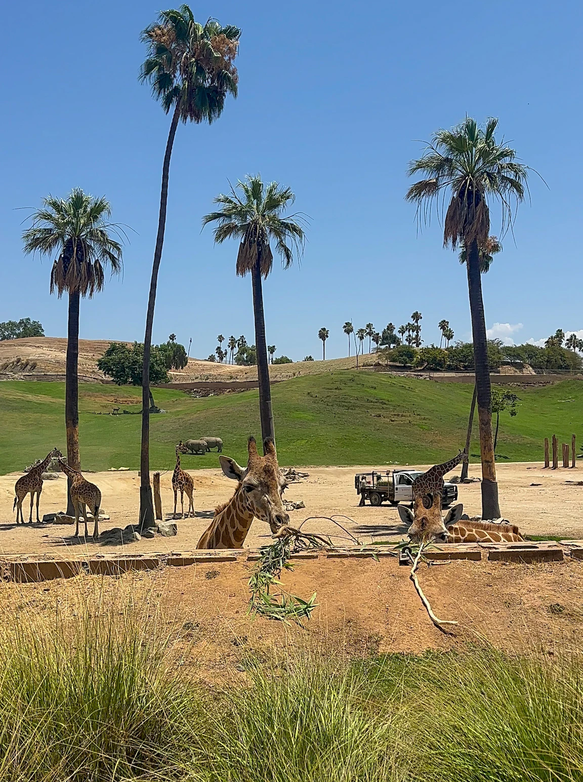 Giraffes eat branches, as seen from Africa Tram.