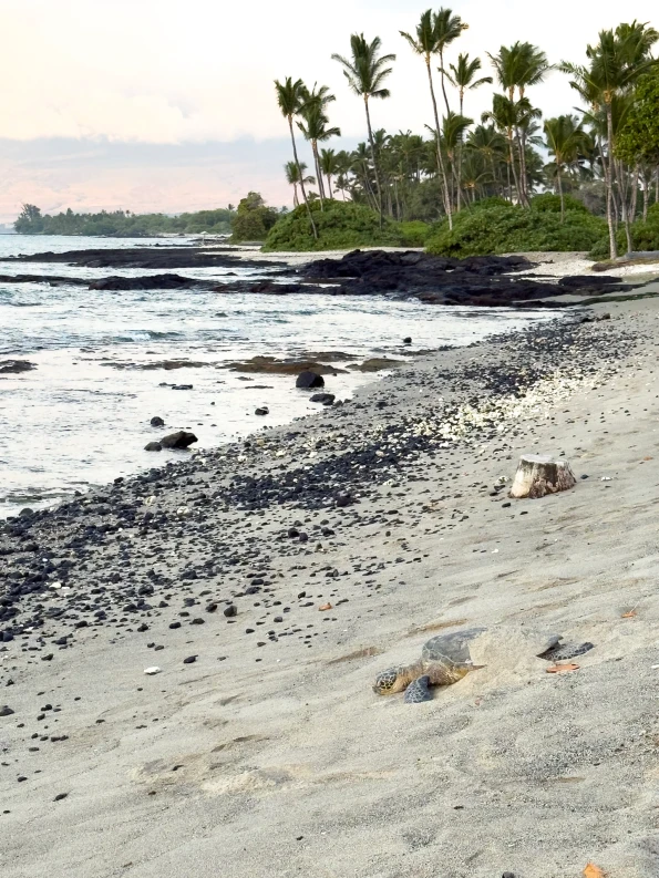 A sea turtle rests in the sand on the beach at Mauna Lani.