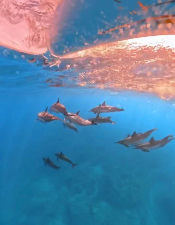 The pod of dolphin swim under our canoe.