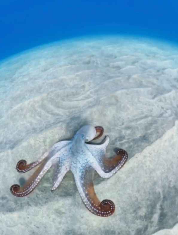 An octopus swims on the sandy ocean bottom.