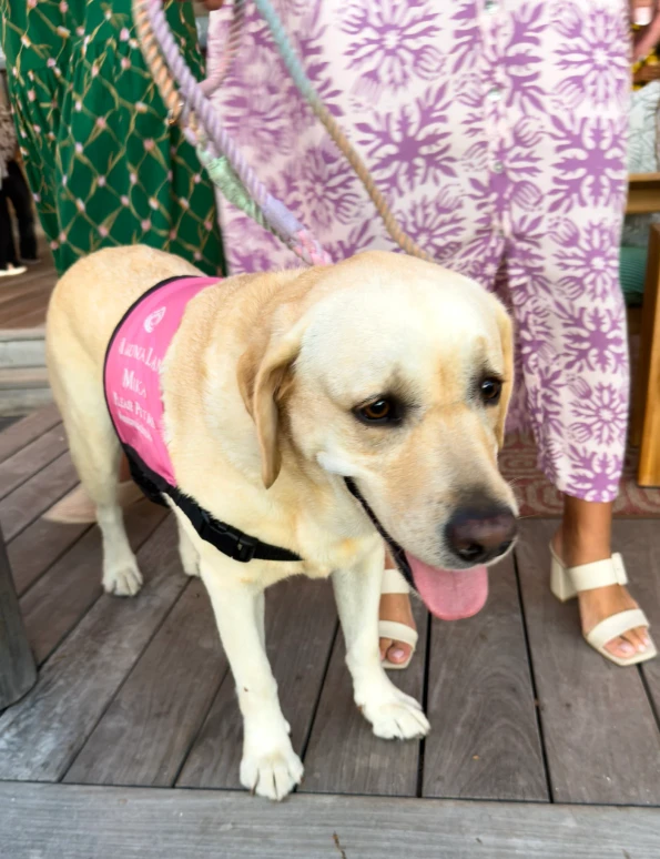 Mika the resort yellow labrador retriever on a leash, wearing her pink pet me banner.