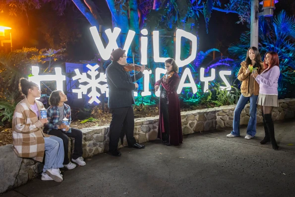 Musicians play in front of a Wild Holidays sign at San Diego Zoo Safari Park.