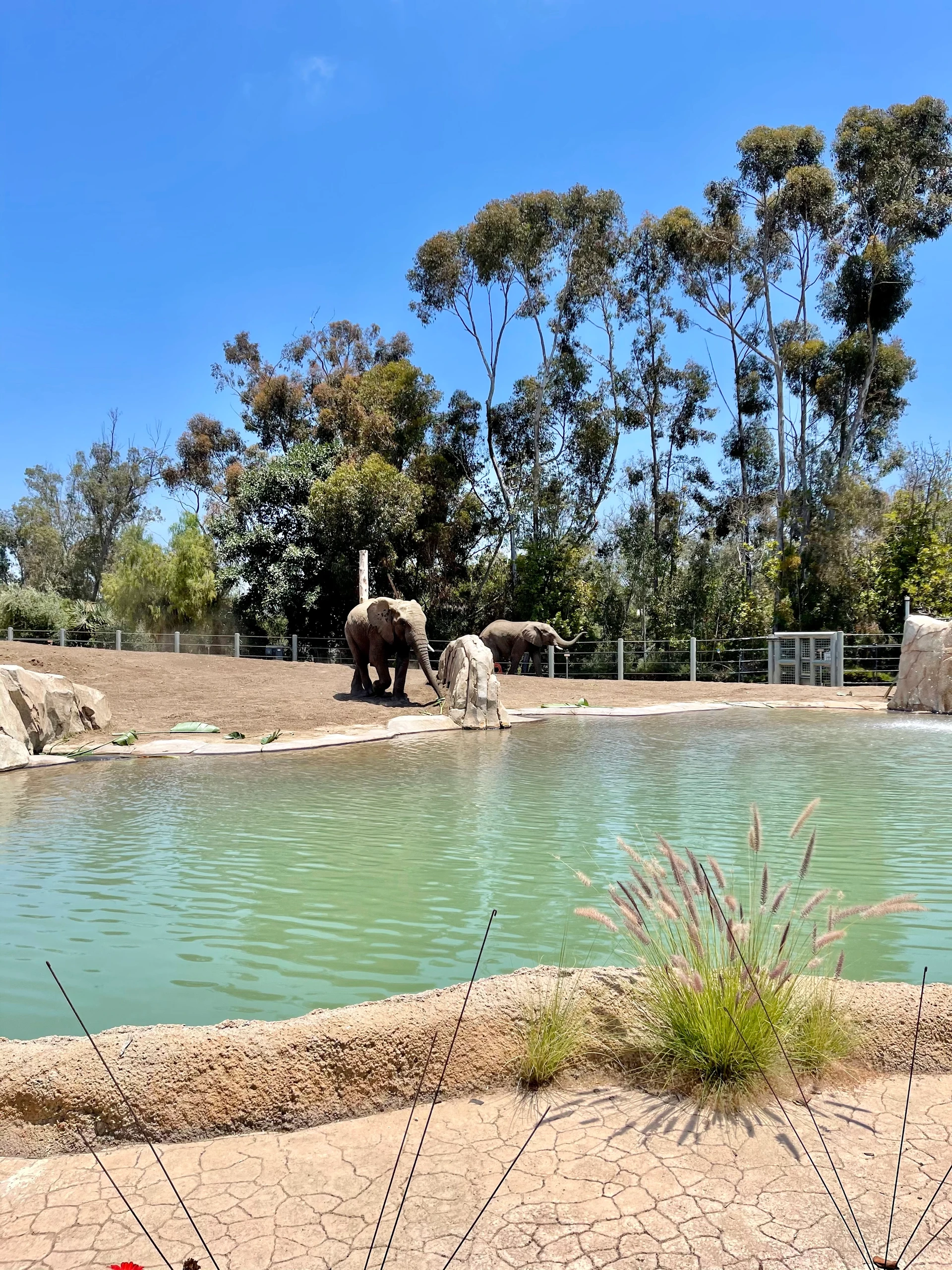 Elephants play on a June afternoon.