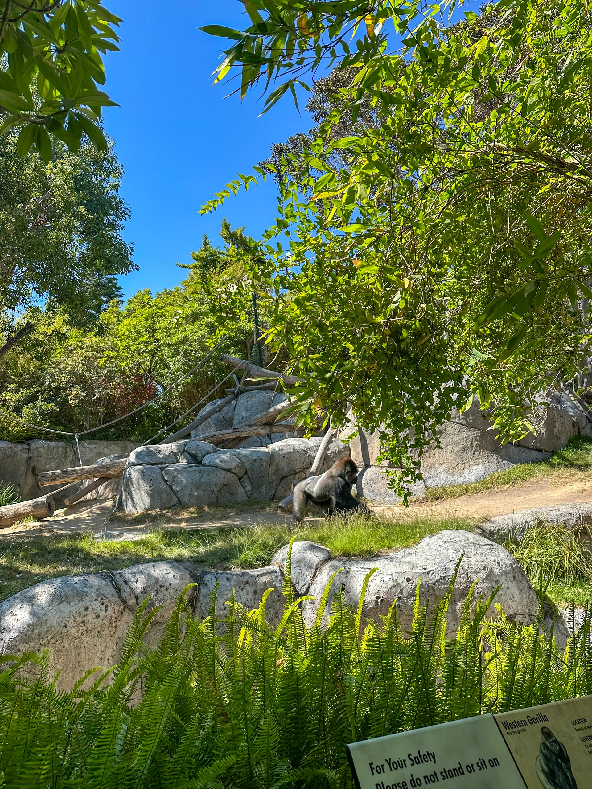 A Western Gorilla walks in its enclosure in August.