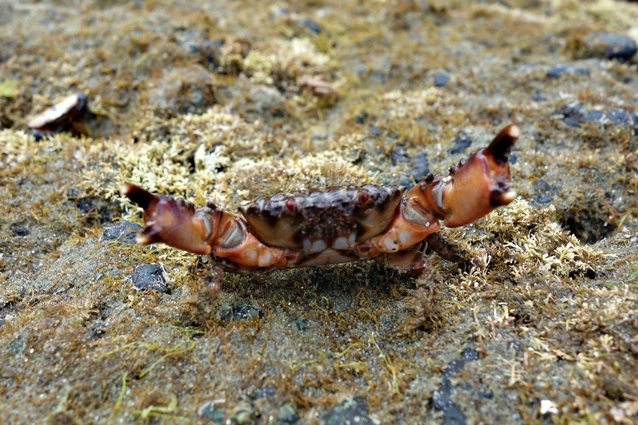 Tips for la jolla tide pools