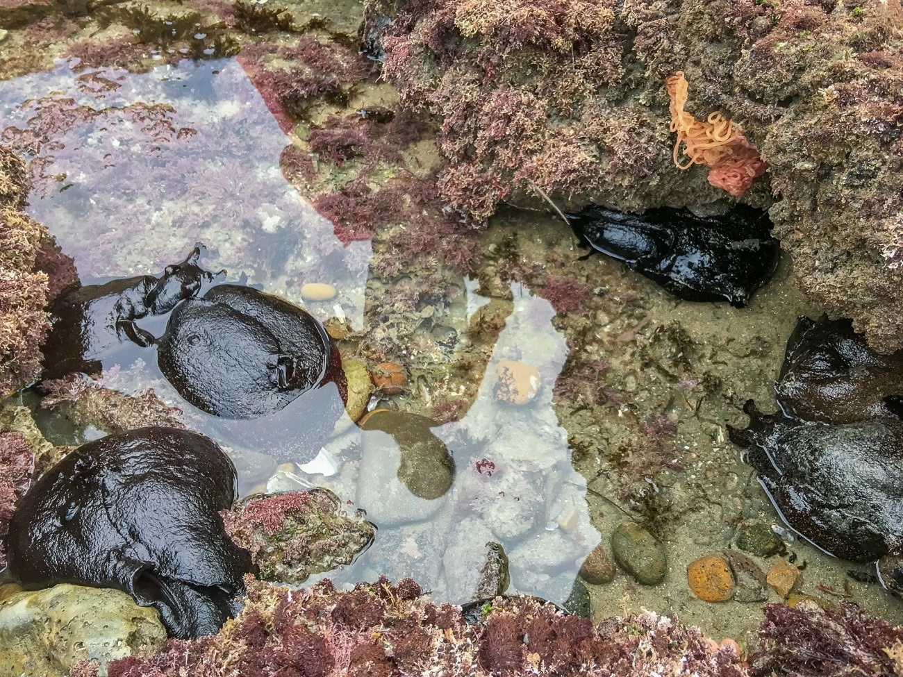 Sea hares and their eggs (the orange string) as seen at Dike Rock tide pools in La Jolla.