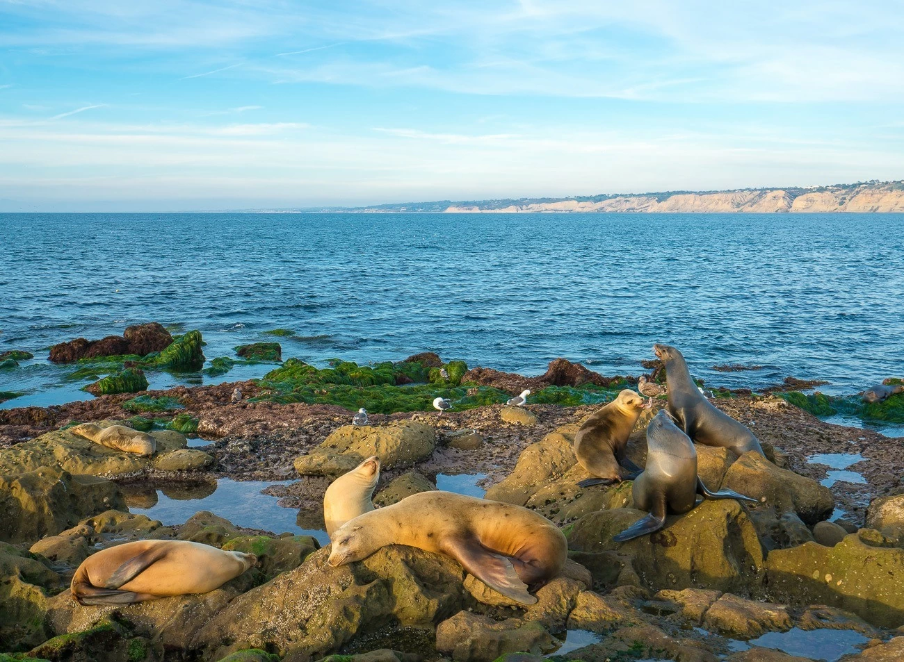 Where To See Seals And Sea Lions In San Diego - Tips For Family Trips