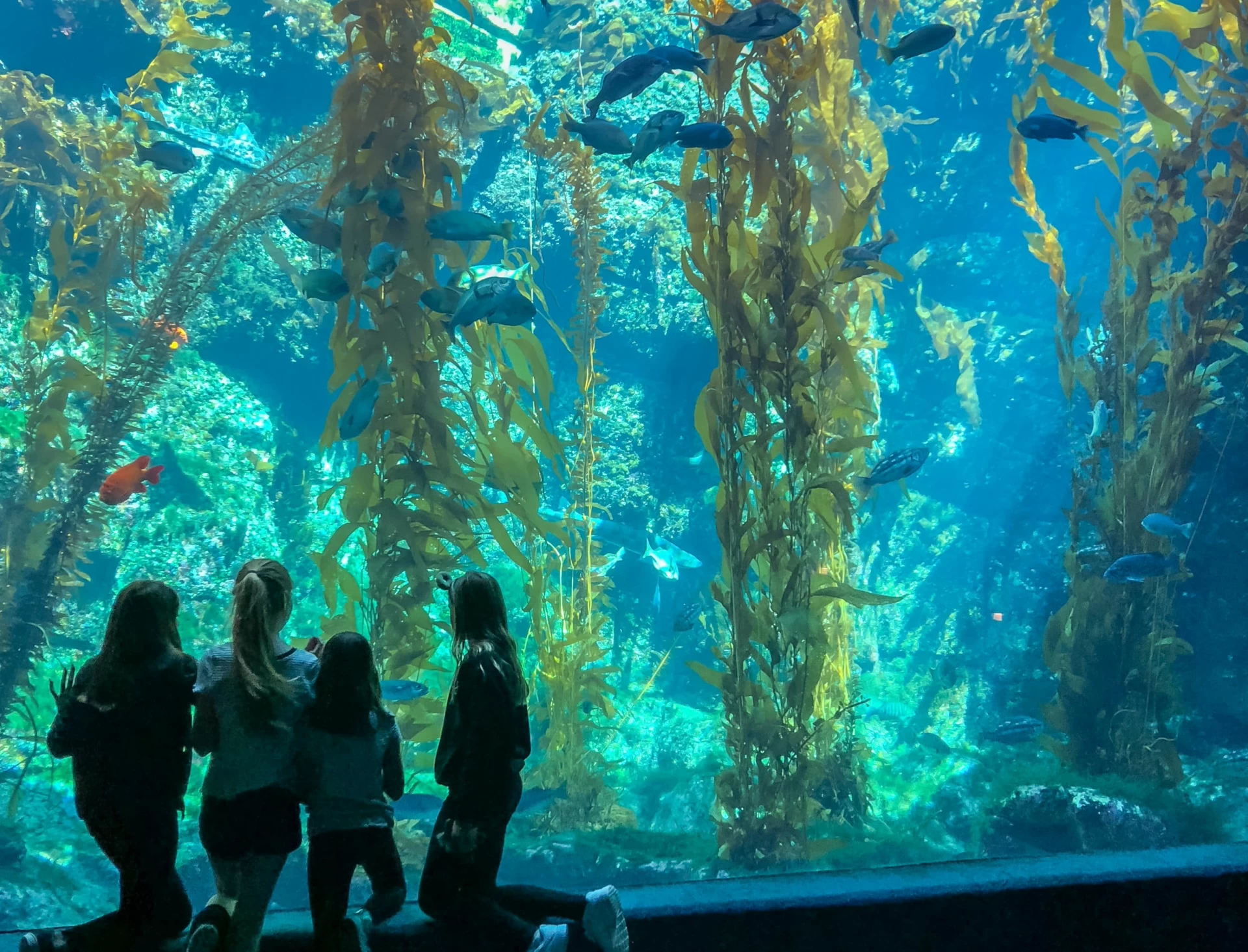 Young girls stand in front of the Kelp Forest tank at Birch Aquarium at Scripps, a fun San Diego with toddler and elementary school kids activities.