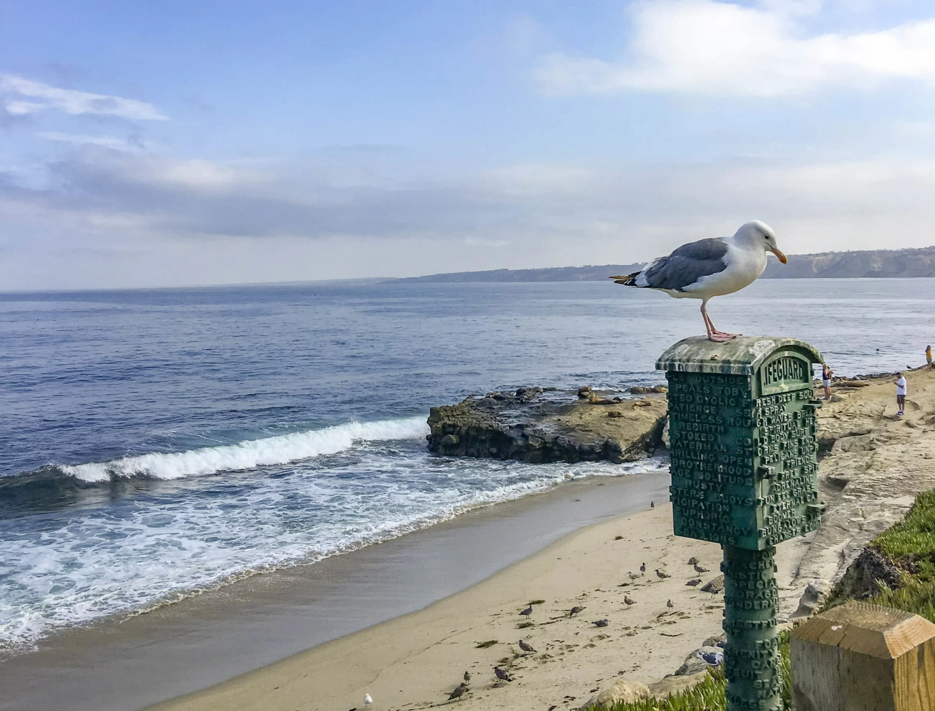 A seagull on top of a lifeguard box memorial in front of Boomer Beach in La Jolla, CA.