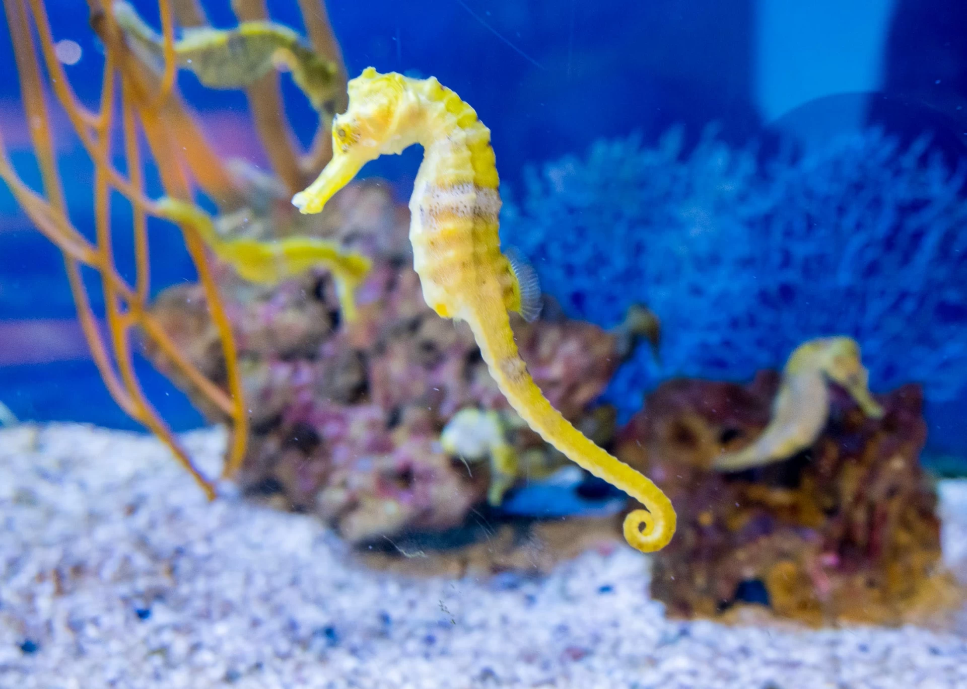 A yellow seahorse swims at Birch Aquarium, a popular San Diego tourist spot for families.