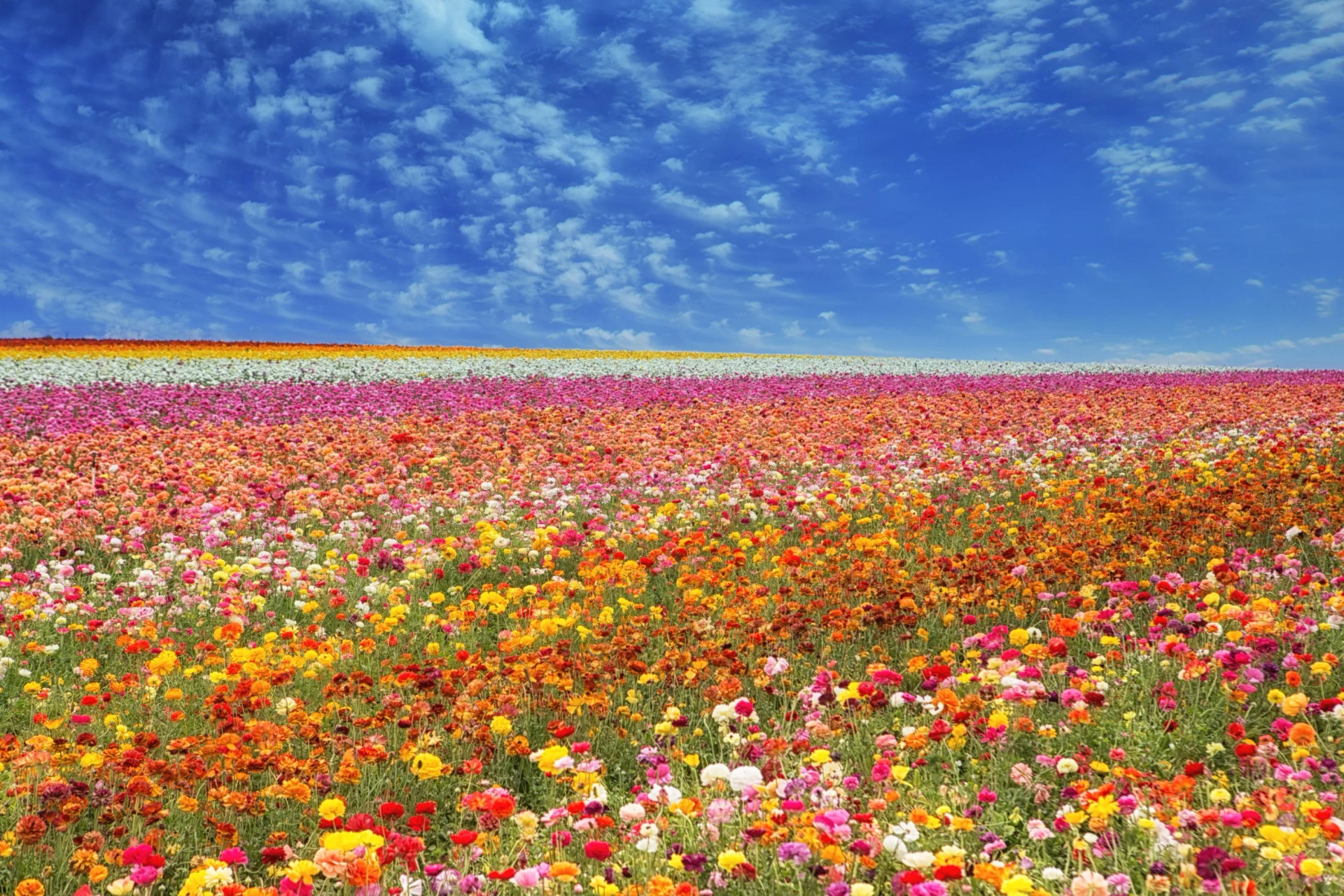 Rows of red, pink, orange, yellow ranunculus at the Carlsbad Flower Fields, a popular San Diego tourist spot in the spring.